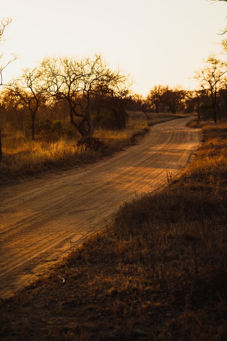 A dirt road stretches through a sunlit grassland landscape, capturing nature's tranquility at golden hour.